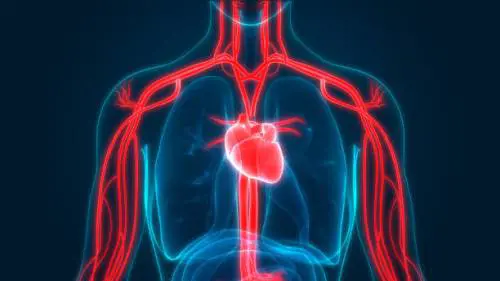 Arriva il primo "atlante" del cuore. Ecco la mappa che cambia tutto