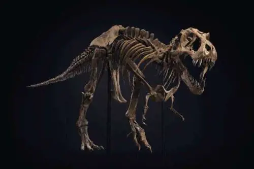 Da 6 a 8 milioni di dollari. All'asta a New York lo scheletro di un T-rex