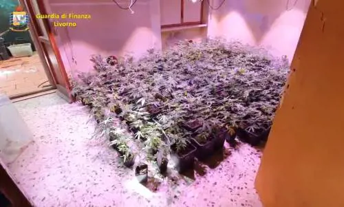 Arrestato cuoco tradito dall'odore: nella sua villetta una maxi piantagione di marijuana in casa