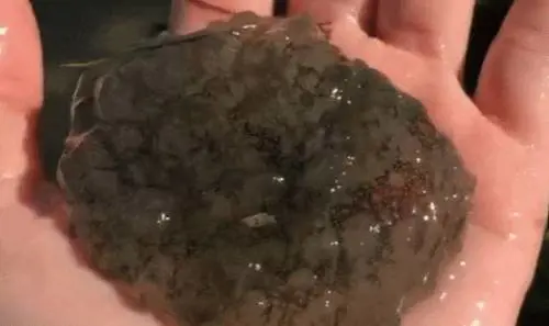 Scoperto un animale inquietante: ​il mollusco si contorce sulle mani