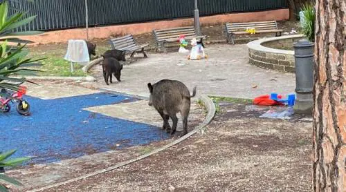 Roma, cinghiali uccisi al parco giochi