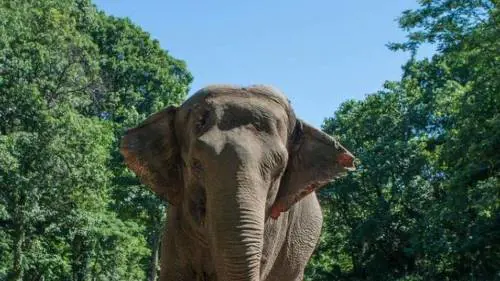 L'elefante del Bronx lotta per i "diritti umani". Per tutti gli altri animali