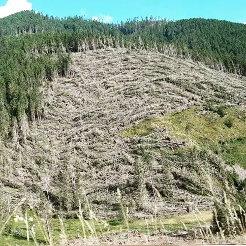 E a due anni dal "tifone" Vaia la ferita resta aperta: 14 milioni i tronchi abbattuti