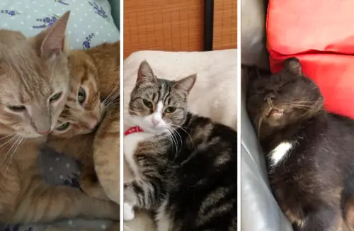 I terroristi sparano, i social si riempiono di gattini