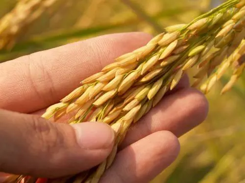 Energia, metallo e grano: cosa possiamo perdere