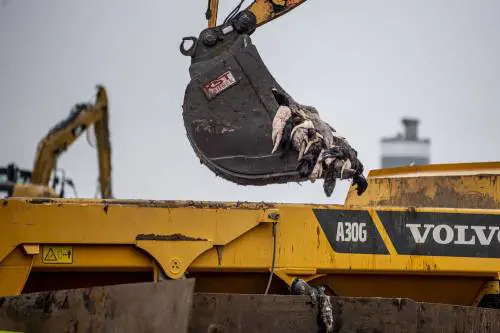 Coronavirus, la Danimarca abbatte 17 milioni visoni e scava le fosse comuni