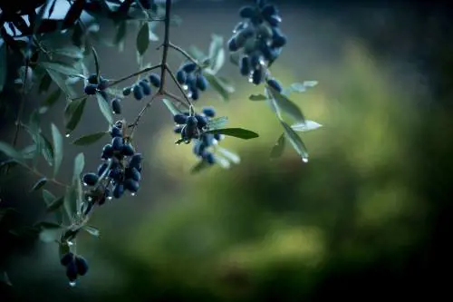 Dai tribunali a olive e lenticchie: "Macchè avvocato, il mio futuro è qui"