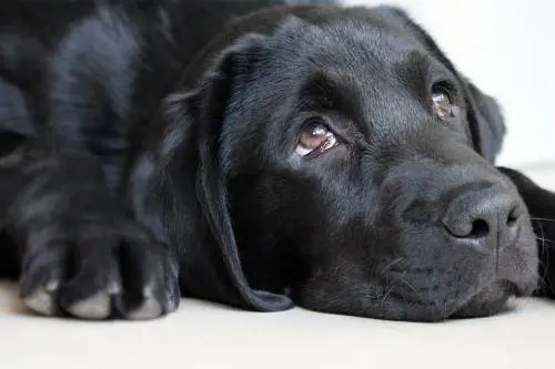 Affidi il cane? Occhio alle multe Si rischia fino a 10mila euro