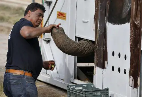 L'elefante Kaavan salvato dalla solitudine. Grazie a Cher torna a casa in Cambogia