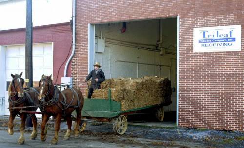 Amish, l'oscura comunità in Usa che vive "come nel Medioevo"