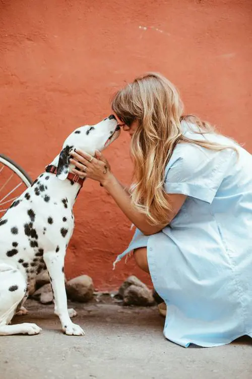 Estate, quali pericoli per i cani