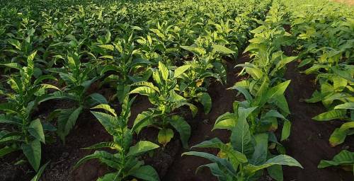 JTI e TTI: investimento da 28 milioni per la filiera tabacchicola umbra