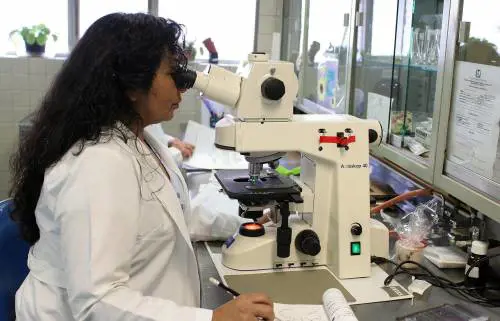 Candida auris, il Brasile lancia l'allarme 