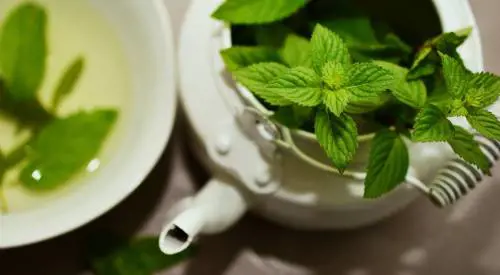 Menta, tutte le proprietà e i benefici di questa pianta