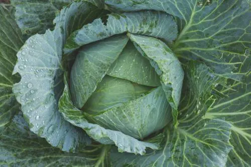 Inverno e integratori naturali, quali sono e i loro benefici