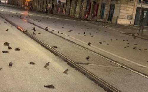 Centinaia di storni morti per strada. Ma la "piaga di Roma" sono i petardi.