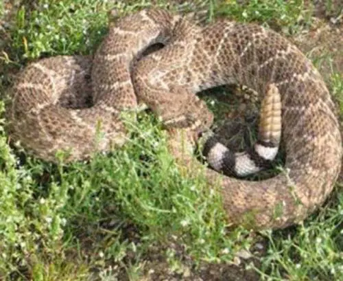 Repubblica Ceca: bambina morsa da serpente a sonagli nel giardino di casa