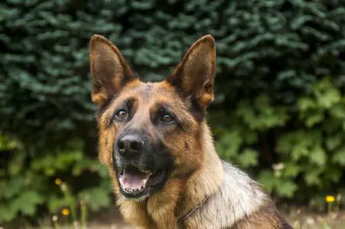 Cani anti-Covid fiuteranno le mascherine dei ragazzi
