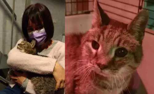 La padrona ritrova il gatto a otto anni dalla scomparsa. Il commovente incontro