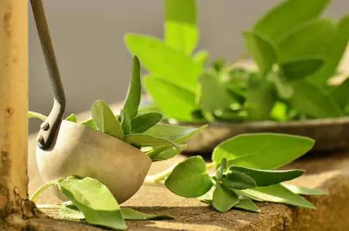 Salvia, benefici e virtù della pianta aromatica