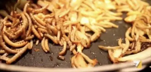 Vermi gialli, locuste e cavallette: i nuovi "cibi commestibili" dell'Ue