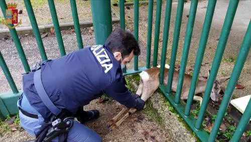 Cucciolo di capriolo finisce incastrato dopo la corsa in città