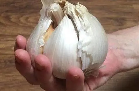 Aglione della Valdichiana e Grano 23 salvati dall'estinzione