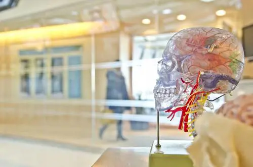 Ictus, una nuova procedura aiuta la rigenerazione dei vasi sanguigni