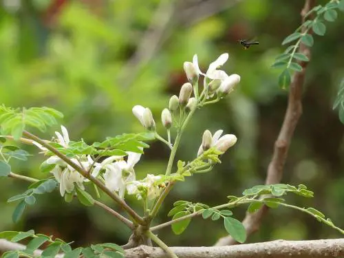 Moringa, tutti i benefici dell'albero dei miracoli