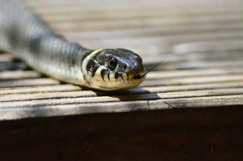 Morde una focaccia e trova pelle di serpente