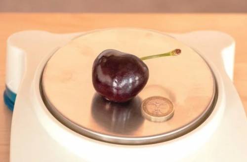 La ciliegia dei record pesa 26 grammi: "Nata a Ferrara dopo anni di ricerca"