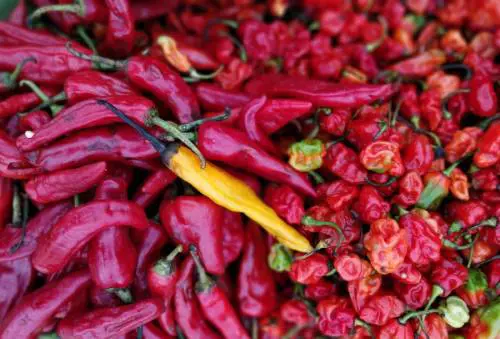 Peperoncino, dalla cucina alla salute: ecco come utilizzarlo