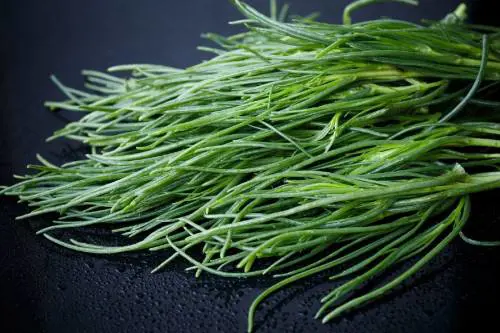 Barba di frate, gli agretti in cucina: proprietà e impieghi più comuni