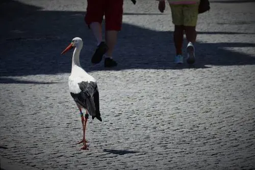 Le città degli animali