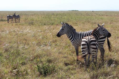Zebre, leoni e giraffe nei nuovi quartieri strappati alla savana
