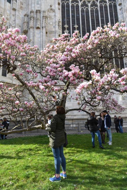 Milano in primavera è la città delle magnolie. Tour, percorsi e suggestioni