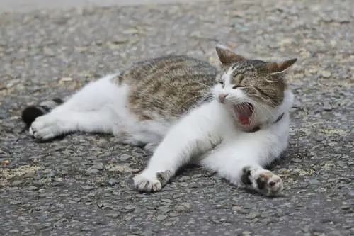 Battaglia per un gatto. La priorità della grillina arriva in Parlamento