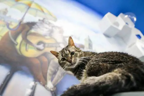 Gatta cacciata dal capotreno. I volontari meglio dei grillini