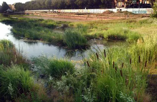 Meno foreste e più paludi: "Così salviamo l'ambiente"