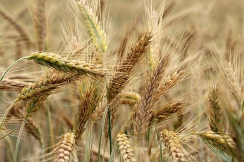 L’Orzo, il pasto dei greci e dei gladiatori