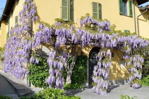 I glicini a Milano. Quando e dove vedere i più belli in fiore