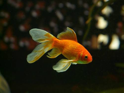 I pesci rossi non sono inoffensivi. Possono essere una bomba ecologica