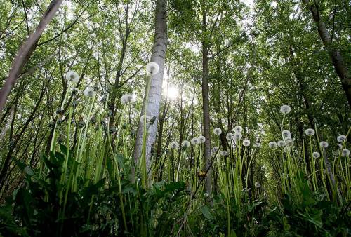 Economia circolare, accordo Intesa SanPaolo e Panguaneta per sostenere la filiera del pioppo