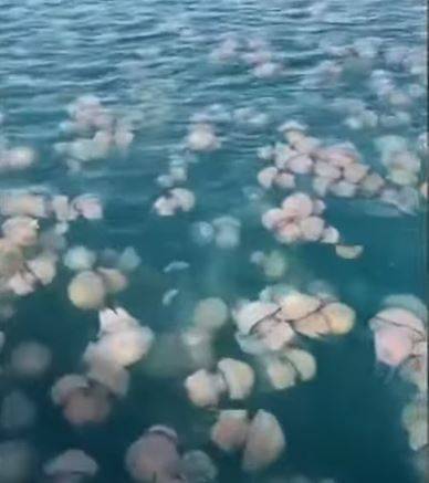 Occhio alle meduse "Rhizostoma pulmo". Ecco cosa succede nelle acque di Trieste