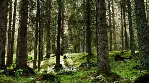 "Il caro prezzi del legno si combatte salvaguardando il bosco"