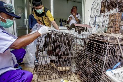 Covid trasmesso agli animali. Così il virus può mutare ancora
