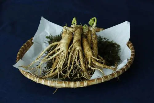 Ginseng, la radice che contrasta la stanchezza psico-fisica