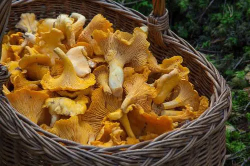 Funghi, così a tavola si combatte il rischio di cancro