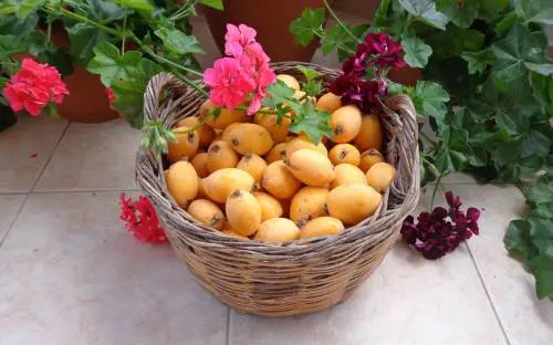 Nespole, il frutto primaverile alleato di bellezza