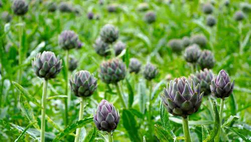 Colesterolo alto? I rimedi naturali per contrastarlo